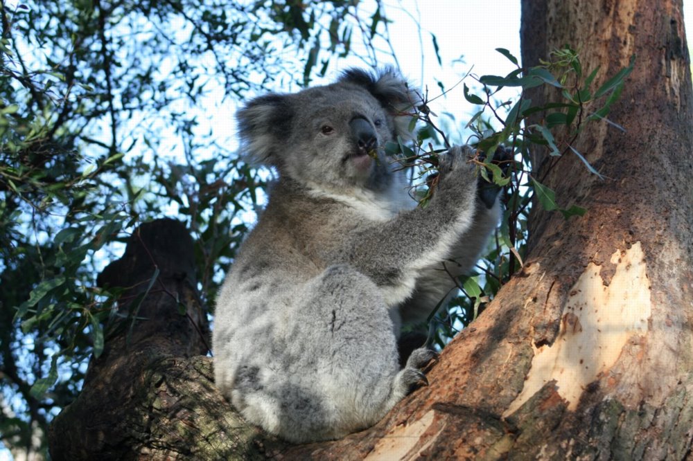 Koala_Phascolarctos_cinereus.jpg